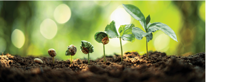 plant, growing, progress