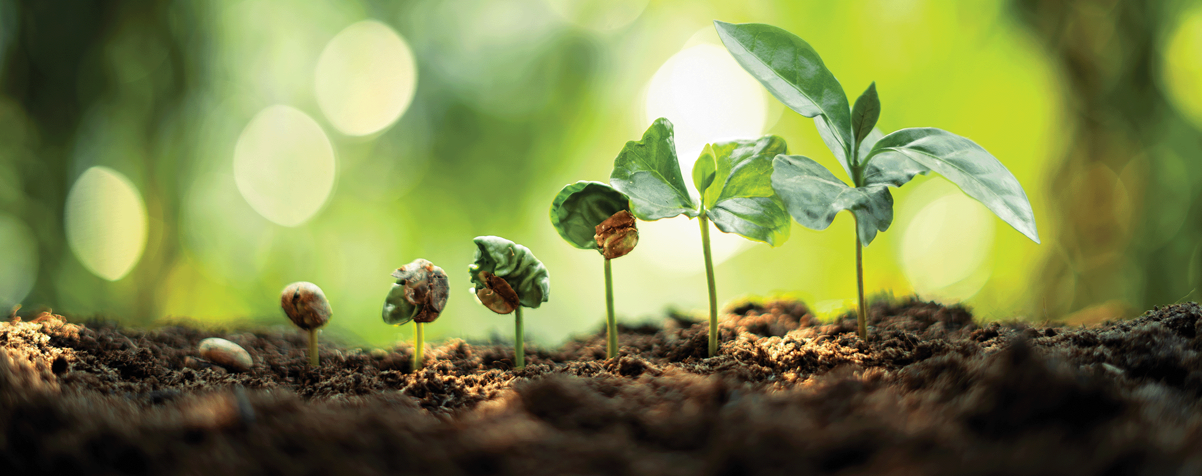 plant, growing, progress