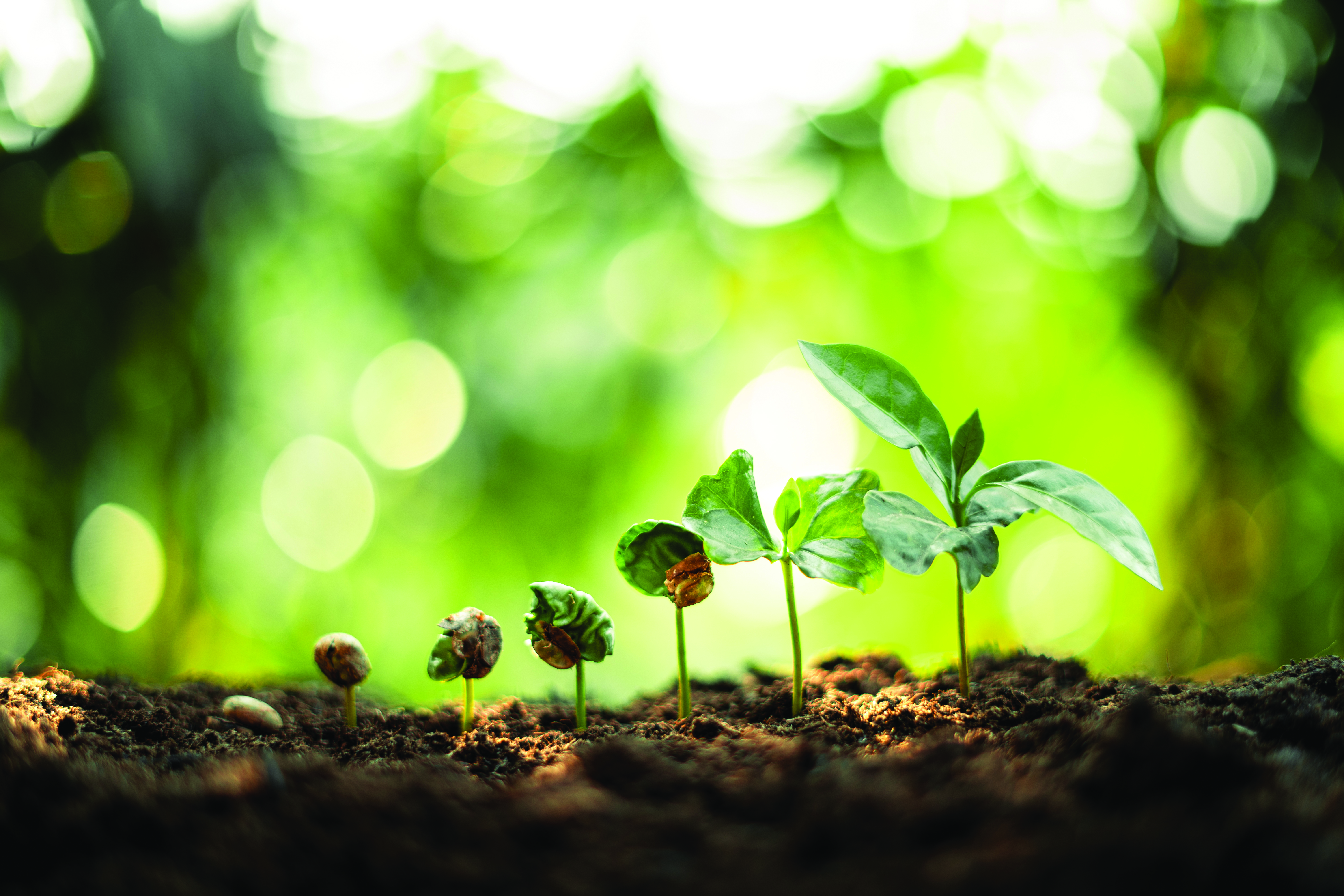 plant, growing, stages