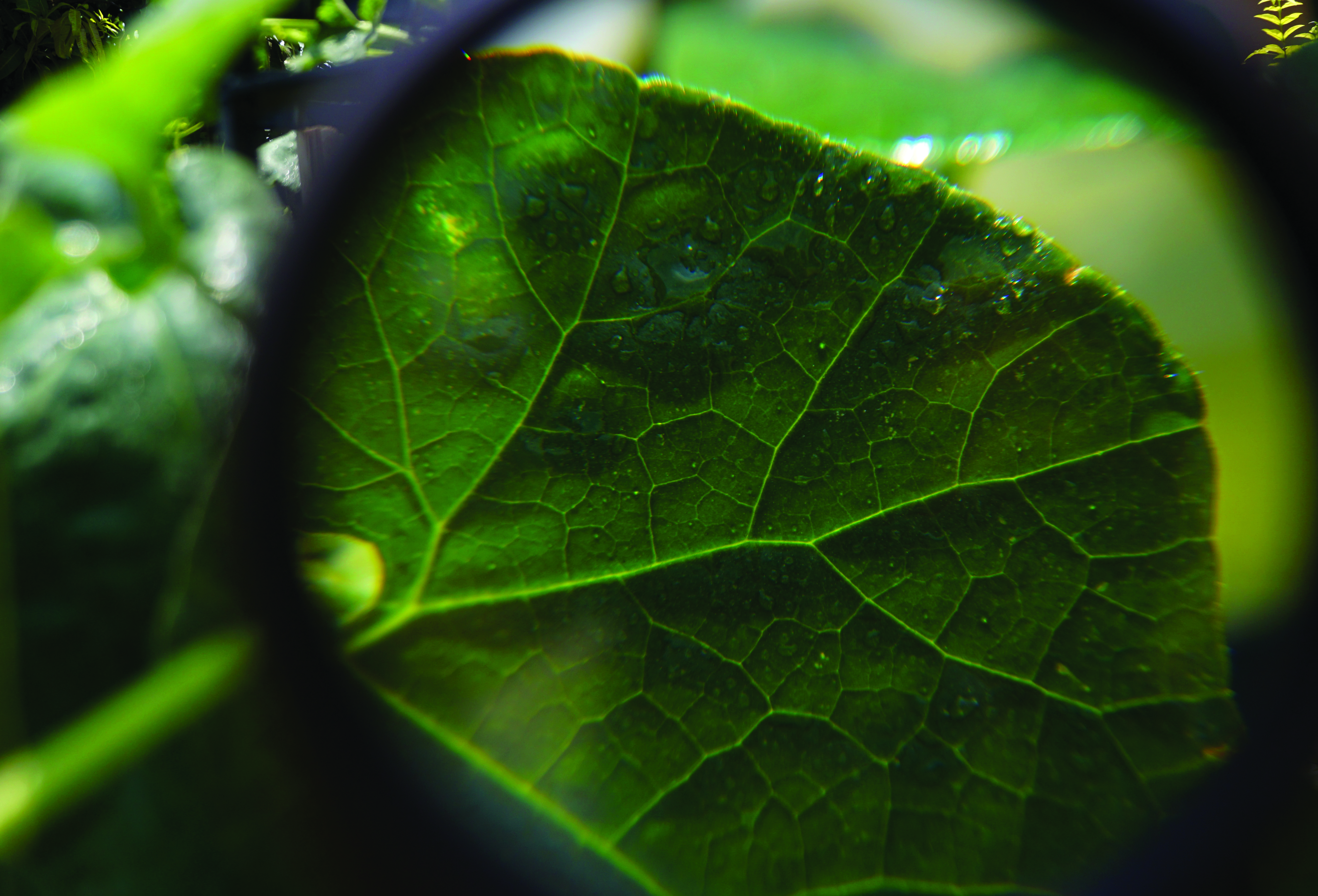 plant leaf, microscopic view
