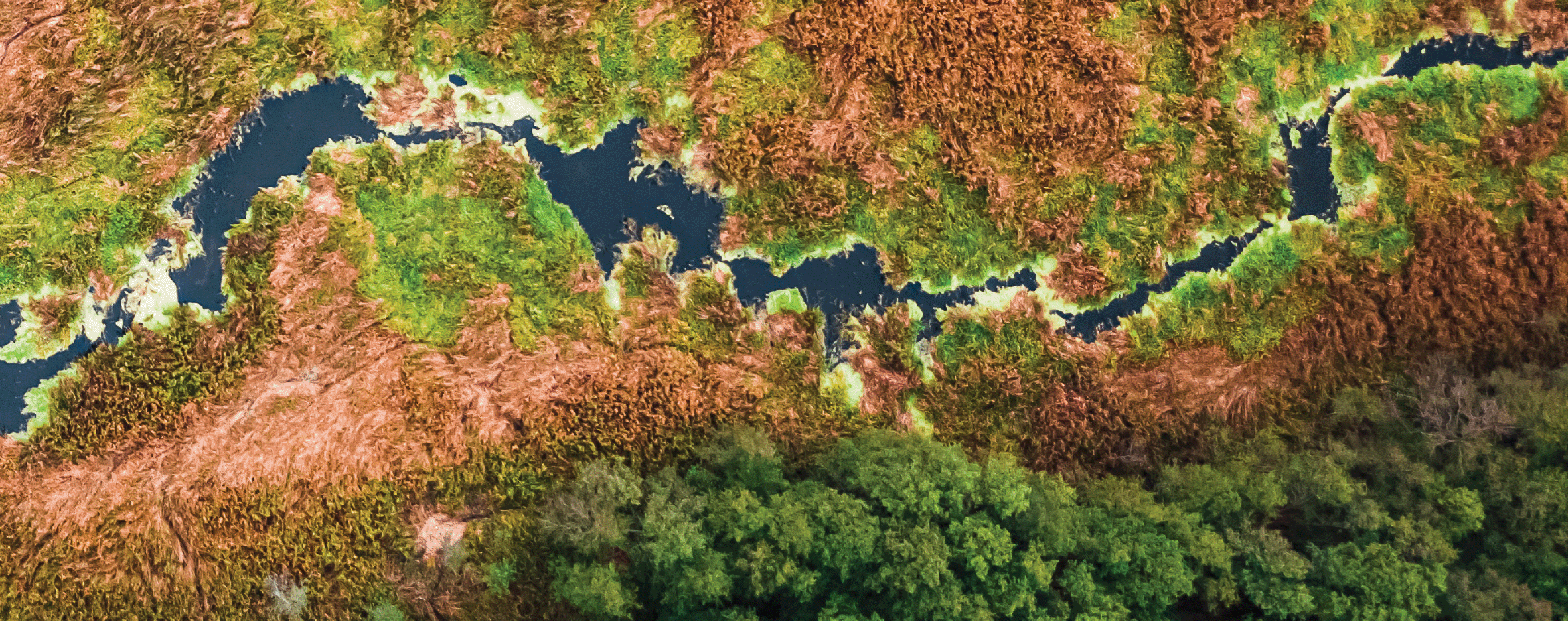 forest, water, ecosystems