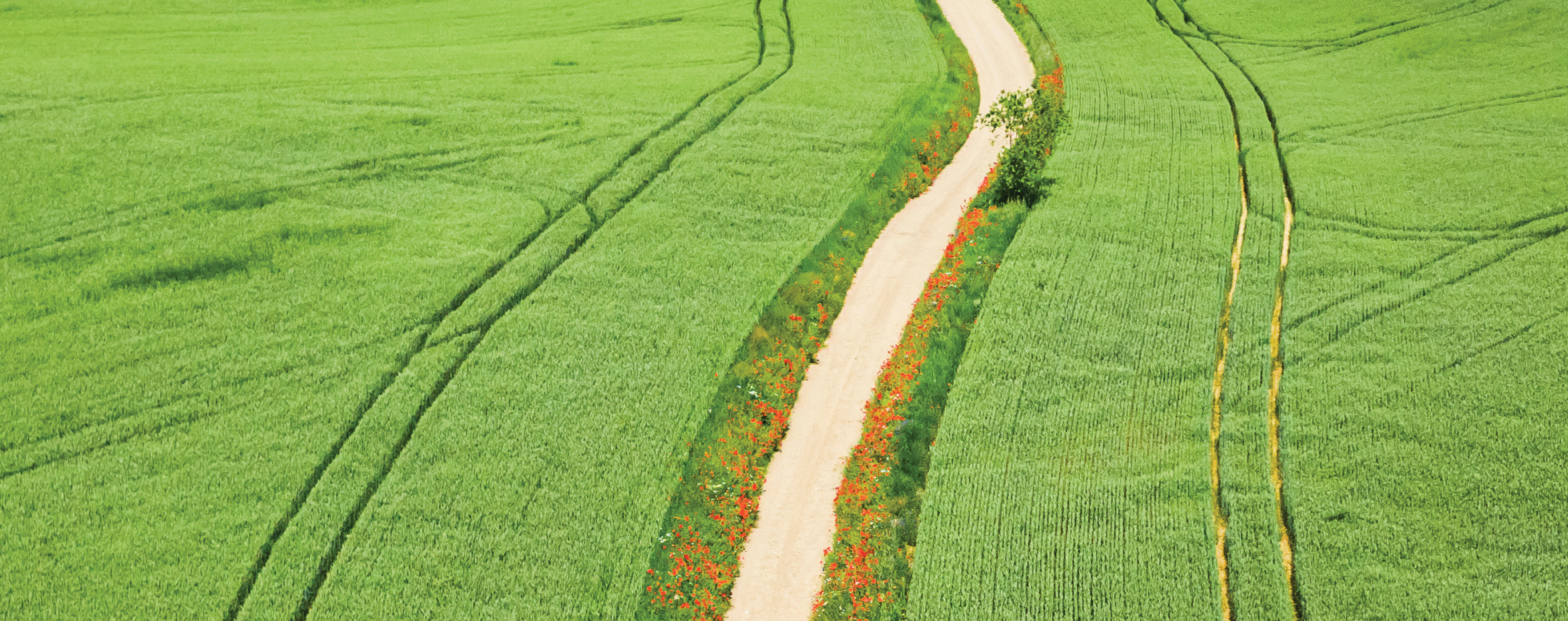 roads, converging, green space