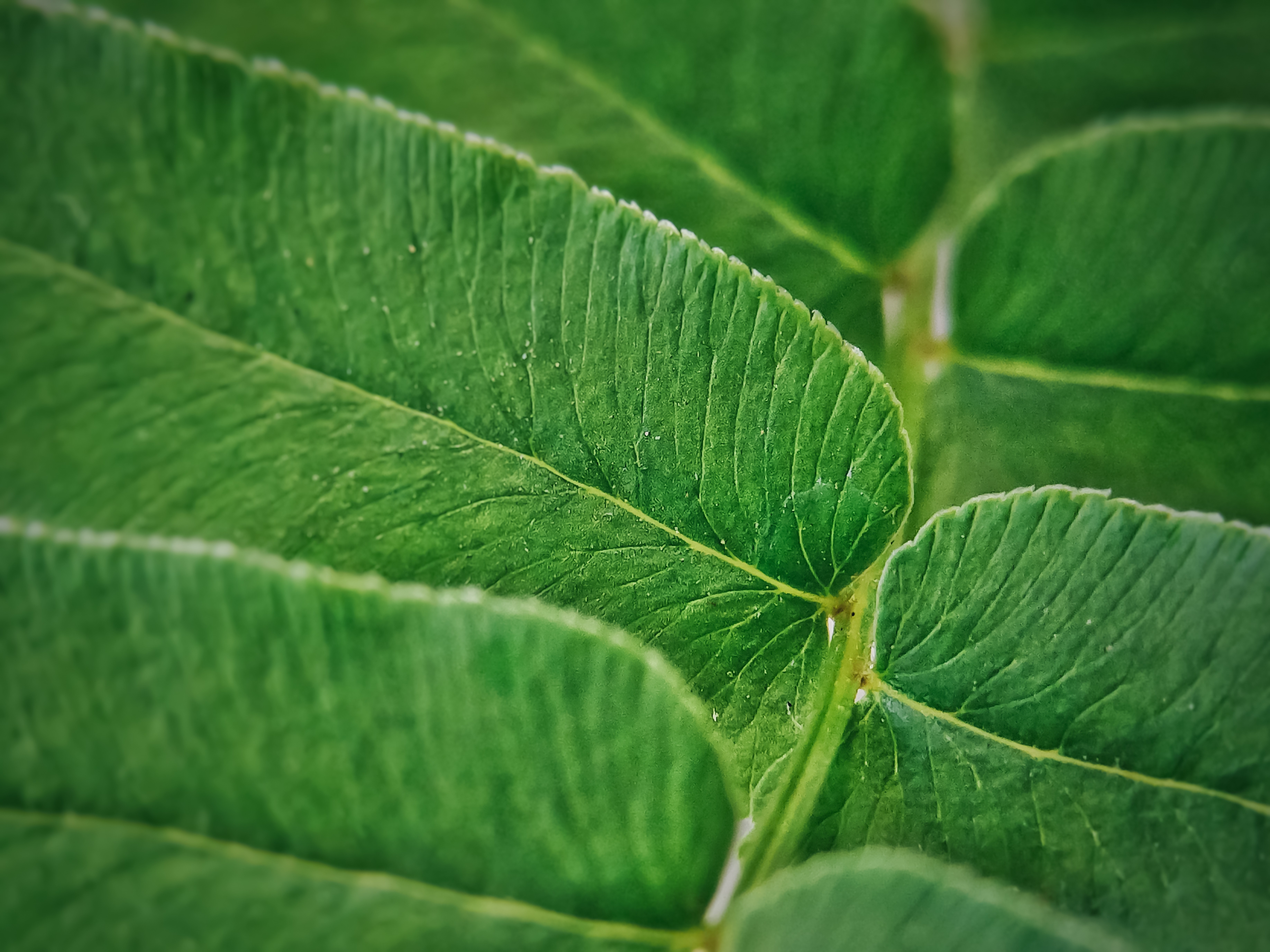 leaf, detailed focus