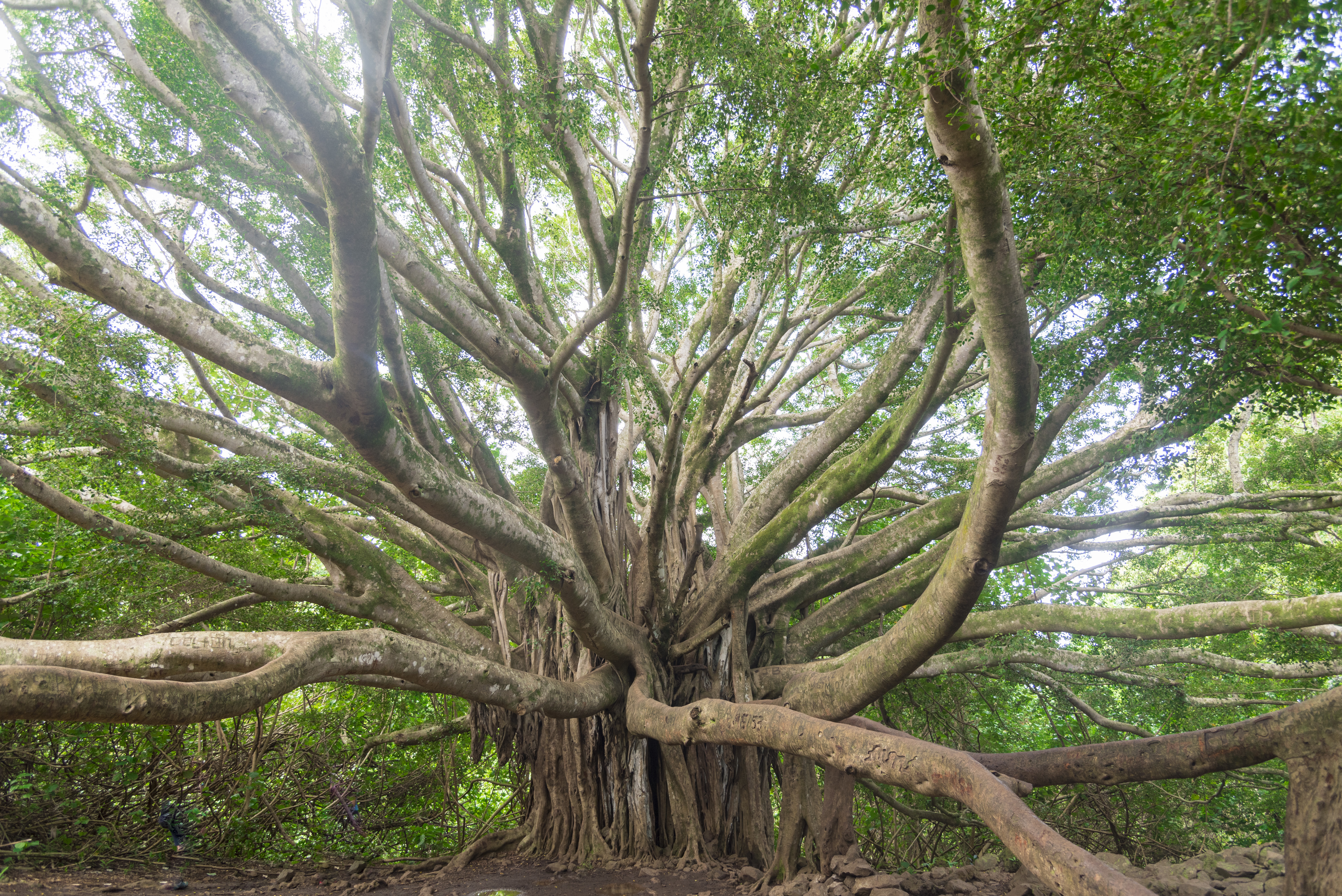 roots, expanding roots, tree