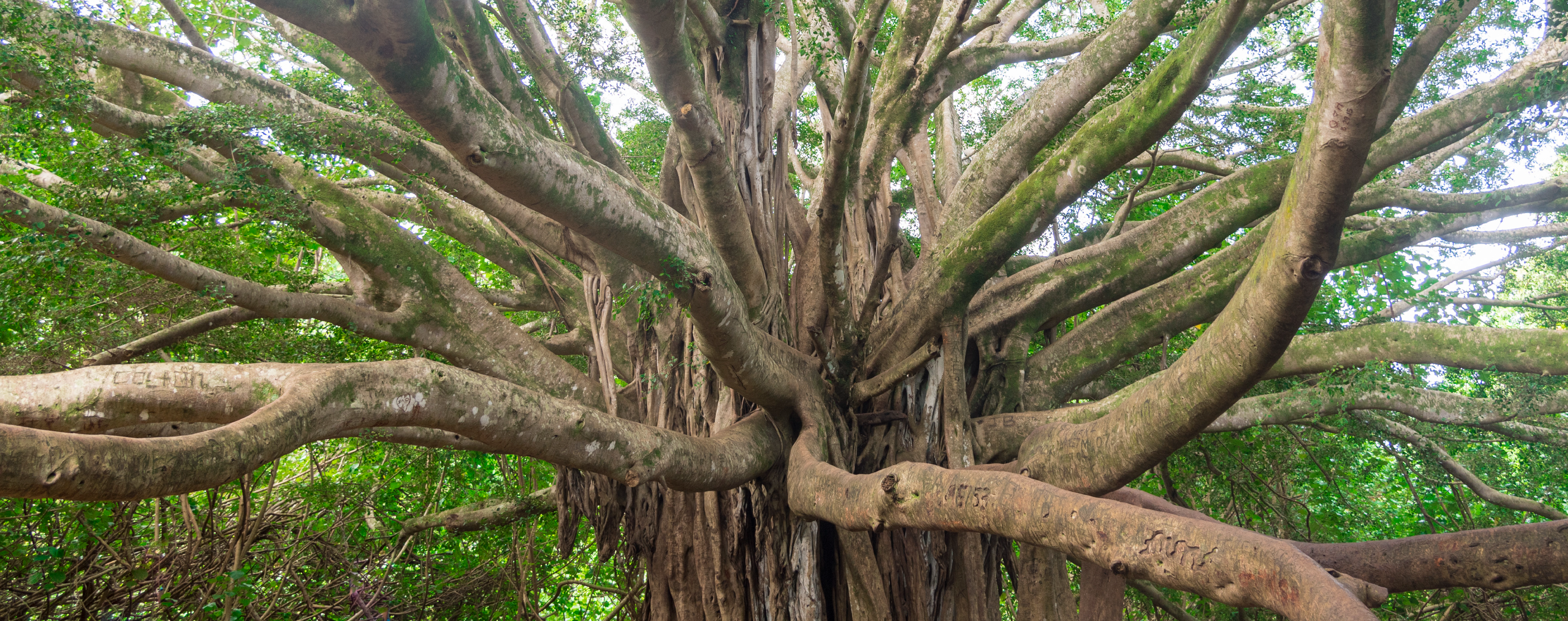 branches, links, big tree